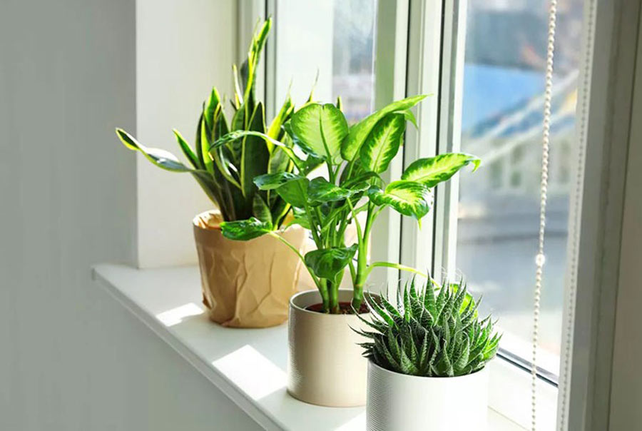 cây xanh lọc không khí